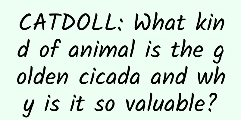 CATDOLL: What kind of animal is the golden cicada and why is it so valuable?