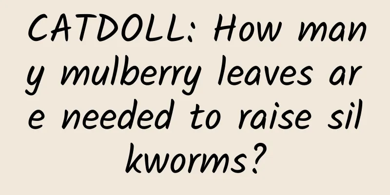 CATDOLL: How many mulberry leaves are needed to raise silkworms?