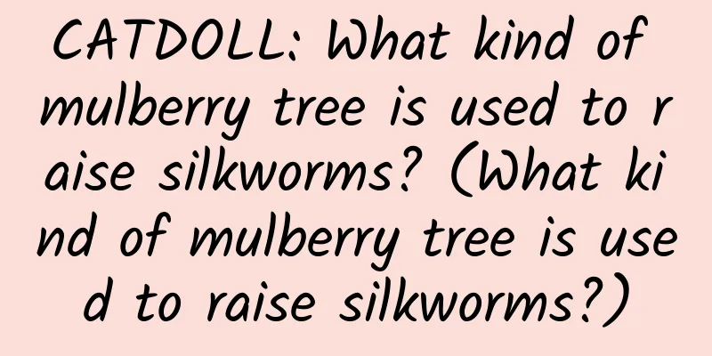 CATDOLL: What kind of mulberry tree is used to raise silkworms? (What kind of mulberry tree is used to raise silkworms?)