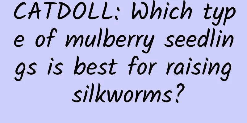 CATDOLL: Which type of mulberry seedlings is best for raising silkworms?