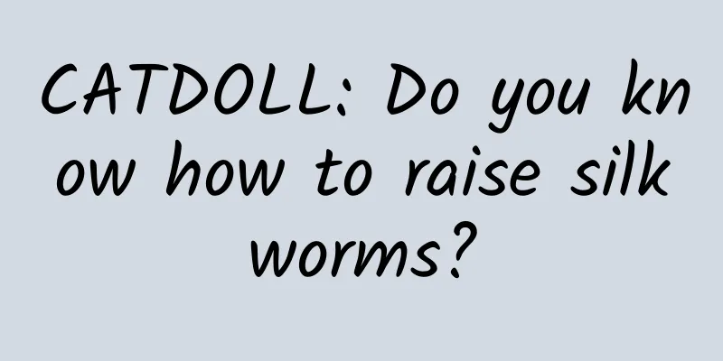 CATDOLL: Do you know how to raise silkworms?