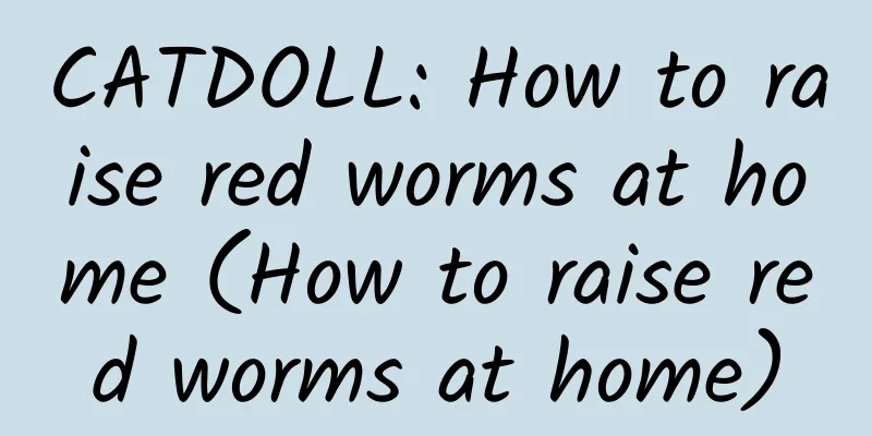 CATDOLL: How to raise red worms at home (How to raise red worms at home)