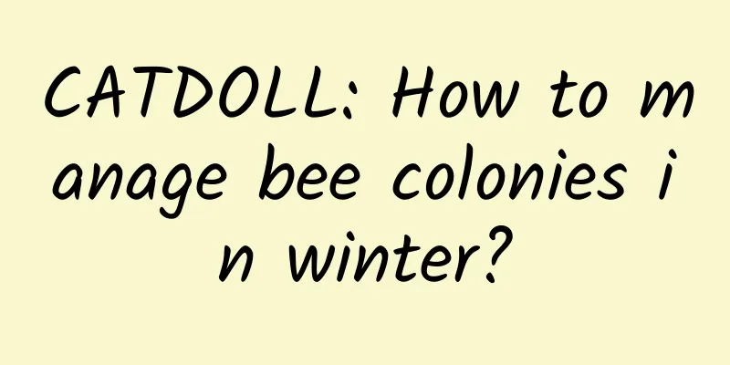 CATDOLL: How to manage bee colonies in winter?