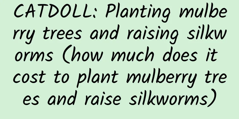CATDOLL: Planting mulberry trees and raising silkworms (how much does it cost to plant mulberry trees and raise silkworms)