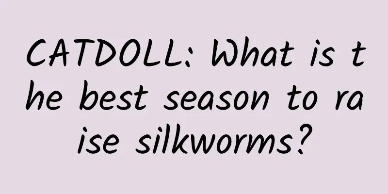 CATDOLL: What is the best season to raise silkworms?