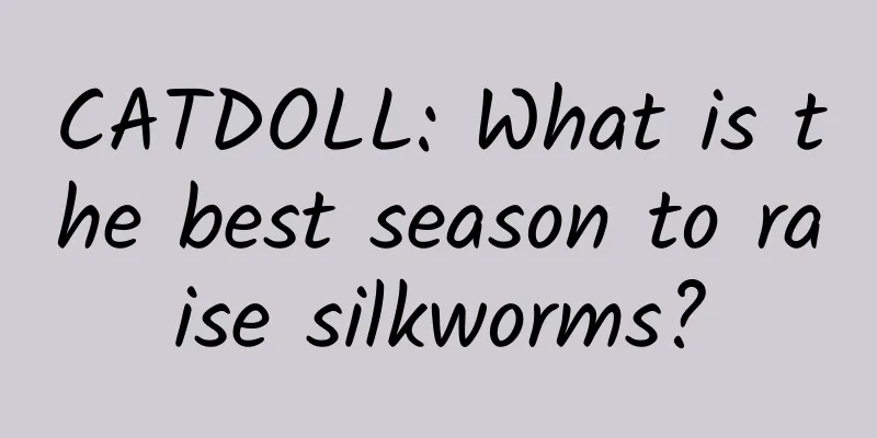CATDOLL: What is the best season to raise silkworms?