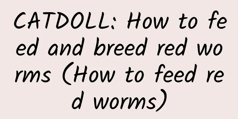 CATDOLL: How to feed and breed red worms (How to feed red worms)