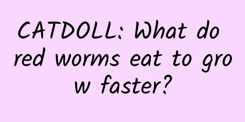 CATDOLL: What do red worms eat to grow faster?