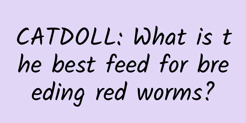 CATDOLL: What is the best feed for breeding red worms?