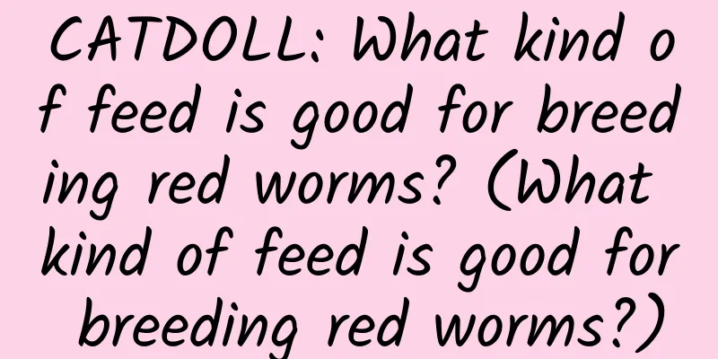CATDOLL: What kind of feed is good for breeding red worms? (What kind of feed is good for breeding red worms?)