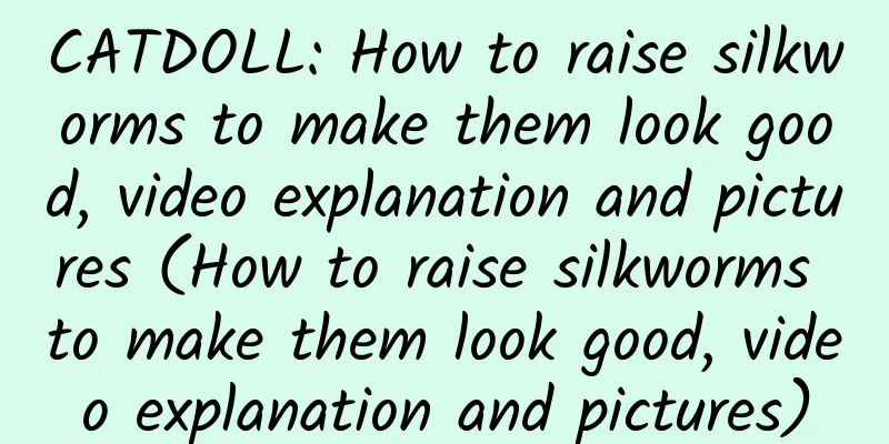 CATDOLL: How to raise silkworms to make them look good, video explanation and pictures (How to raise silkworms to make them look good, video explanation and pictures)