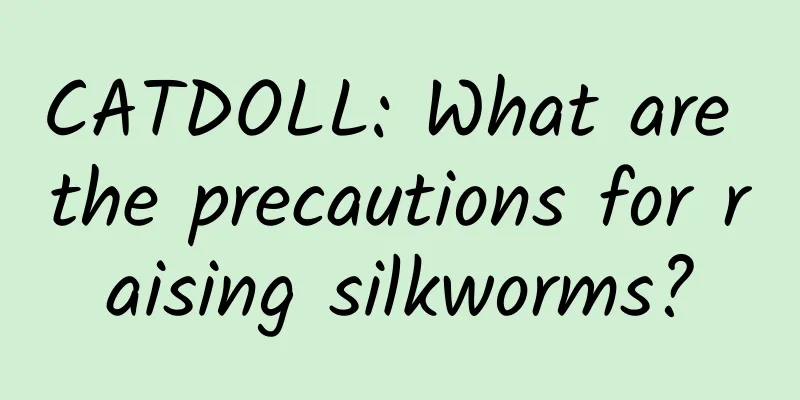 CATDOLL: What are the precautions for raising silkworms?
