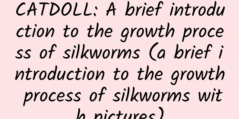 CATDOLL: A brief introduction to the growth process of silkworms (a brief introduction to the growth process of silkworms with pictures)