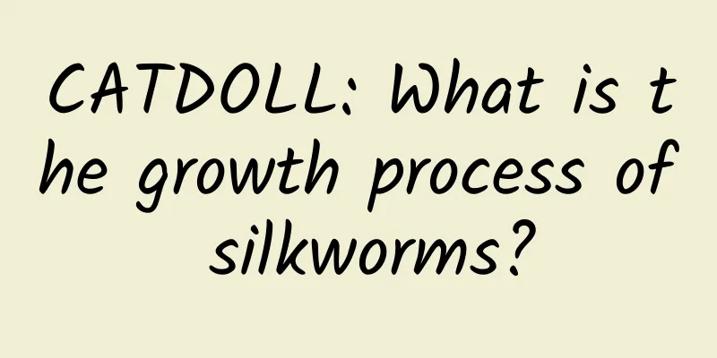 CATDOLL: What is the growth process of silkworms?