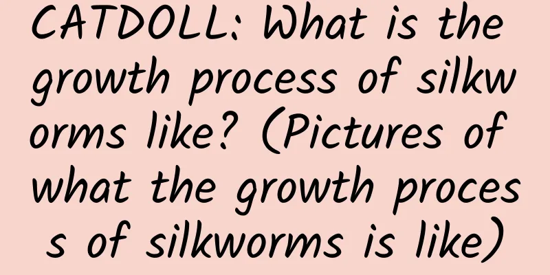 CATDOLL: What is the growth process of silkworms like? (Pictures of what the growth process of silkworms is like)
