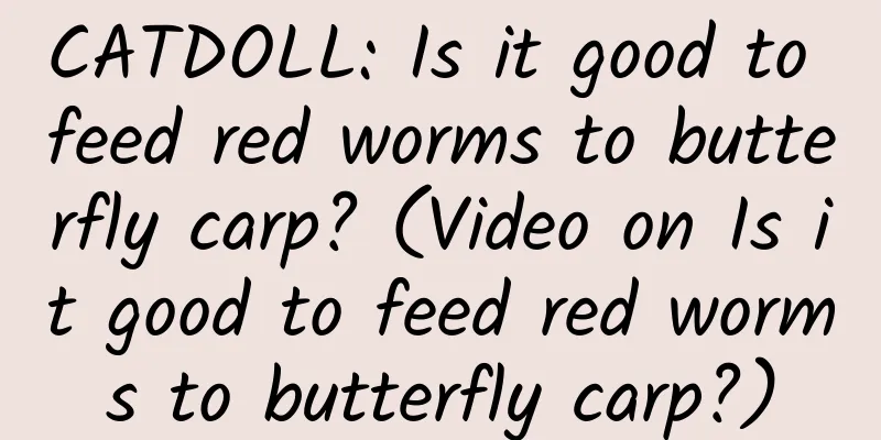 CATDOLL: Is it good to feed red worms to butterfly carp? (Video on Is it good to feed red worms to butterfly carp?)