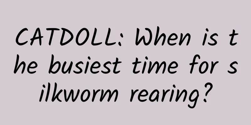 CATDOLL: When is the busiest time for silkworm rearing?
