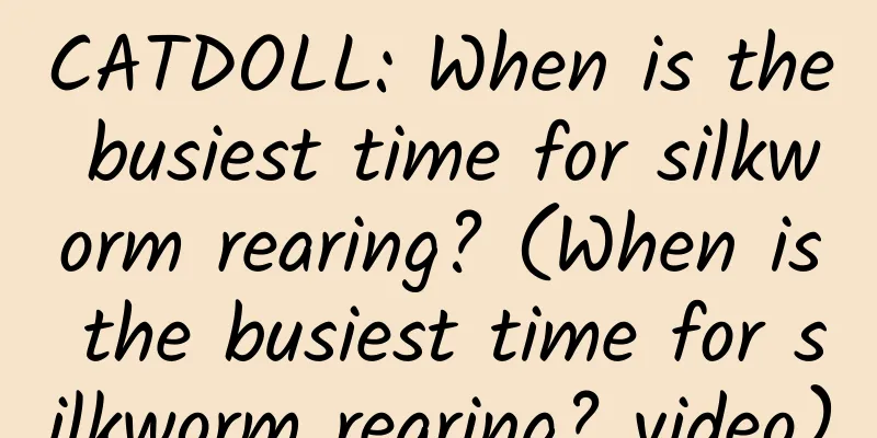 CATDOLL: When is the busiest time for silkworm rearing? (When is the busiest time for silkworm rearing? video)