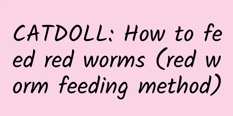 CATDOLL: How to feed red worms (red worm feeding method)