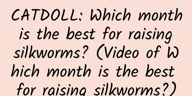 CATDOLL: Which month is the best for raising silkworms? (Video of Which month is the best for raising silkworms?)