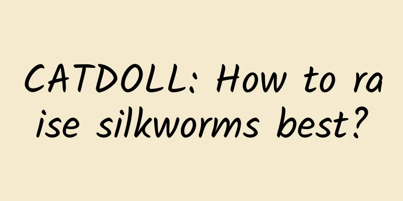 CATDOLL: How to raise silkworms best?