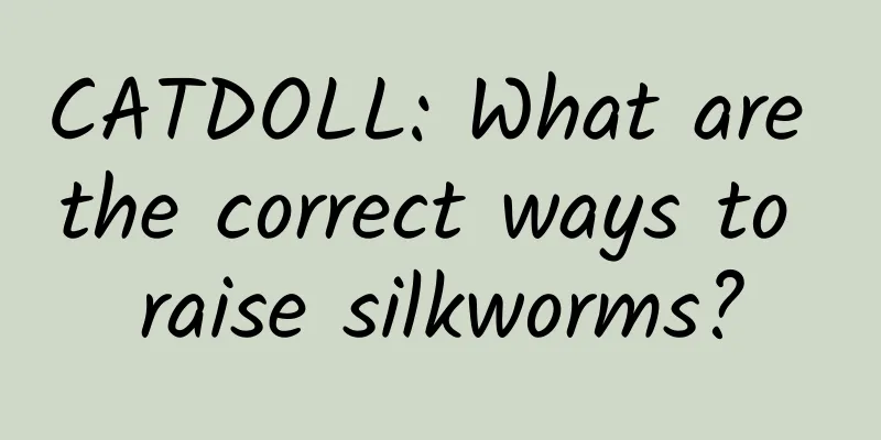CATDOLL: What are the correct ways to raise silkworms?