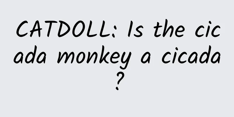 CATDOLL: Is the cicada monkey a cicada?