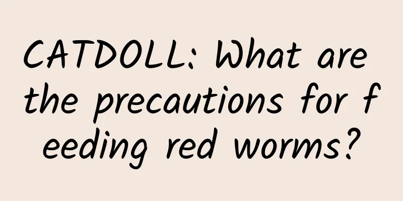 CATDOLL: What are the precautions for feeding red worms?