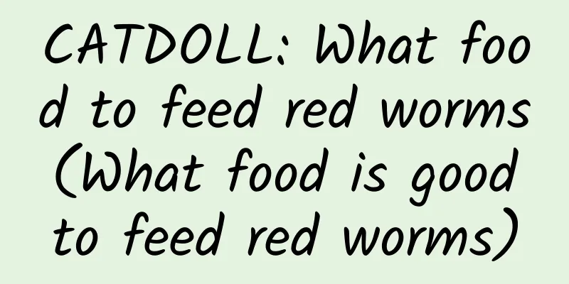 CATDOLL: What food to feed red worms (What food is good to feed red worms)