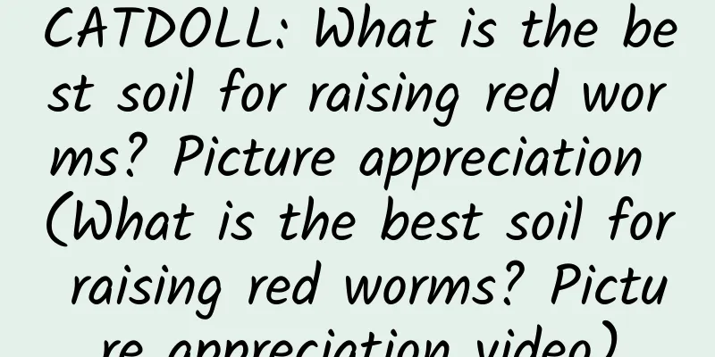 CATDOLL: What is the best soil for raising red worms? Picture appreciation (What is the best soil for raising red worms? Picture appreciation video)