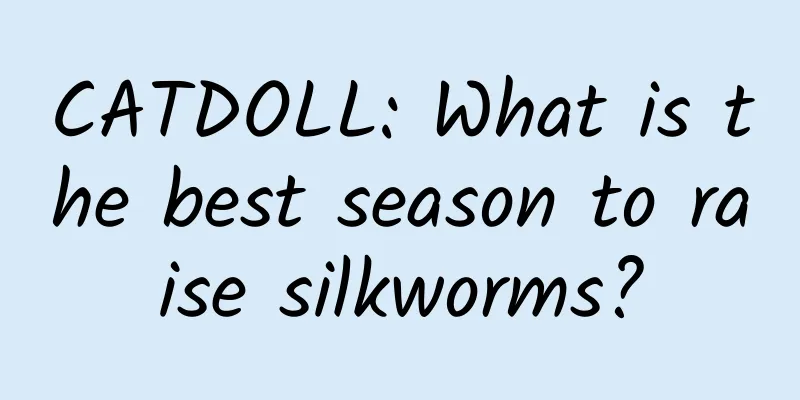 CATDOLL: What is the best season to raise silkworms?
