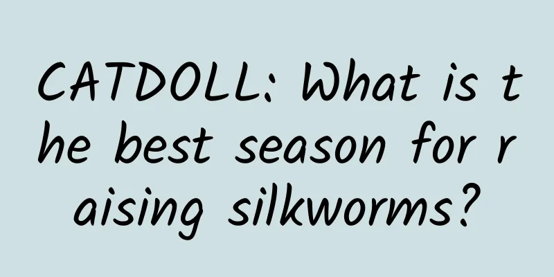 CATDOLL: What is the best season for raising silkworms?