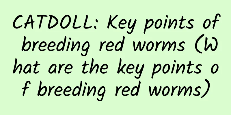 CATDOLL: Key points of breeding red worms (What are the key points of breeding red worms)