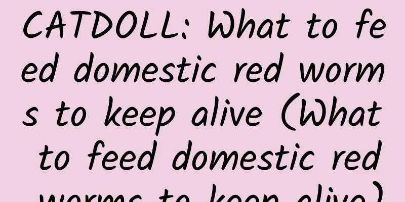 CATDOLL: What to feed domestic red worms to keep alive (What to feed domestic red worms to keep alive)