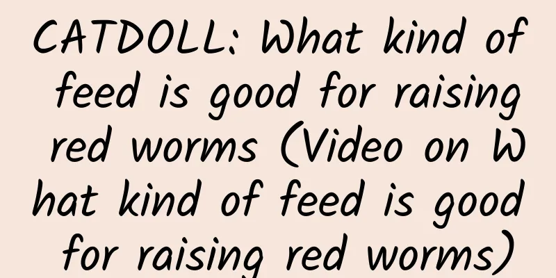 CATDOLL: What kind of feed is good for raising red worms (Video on What kind of feed is good for raising red worms)