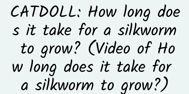 CATDOLL: How long does it take for a silkworm to grow? (Video of How long does it take for a silkworm to grow?)