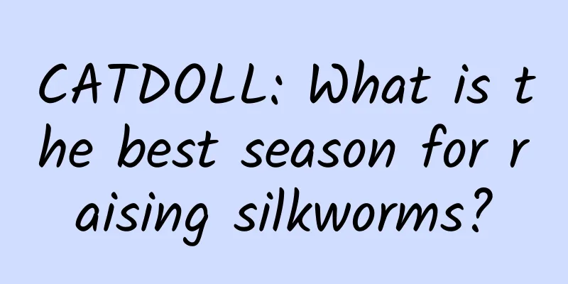 CATDOLL: What is the best season for raising silkworms?