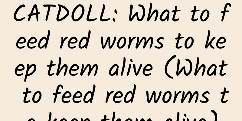 CATDOLL: What to feed red worms to keep them alive (What to feed red worms to keep them alive)
