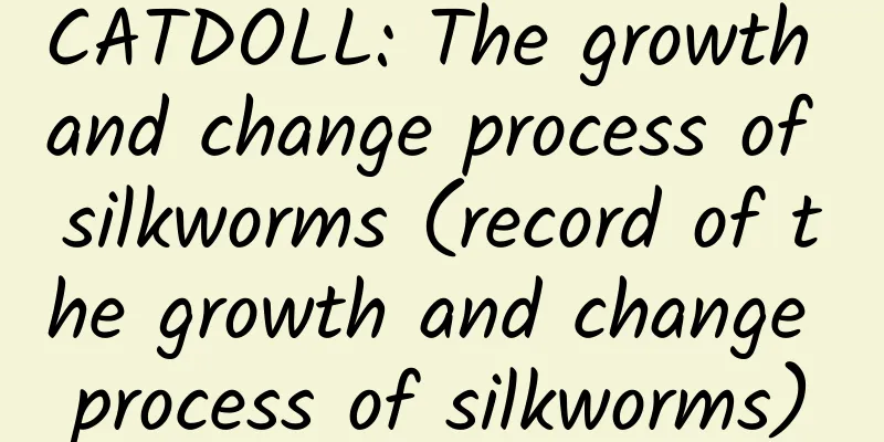 CATDOLL: The growth and change process of silkworms (record of the growth and change process of silkworms)