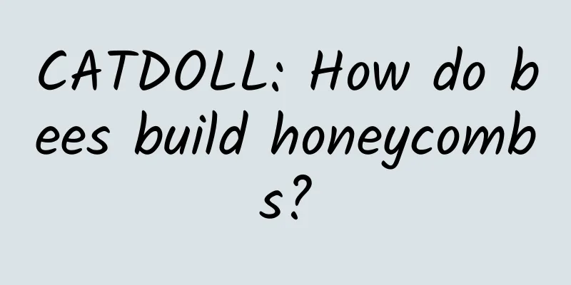 CATDOLL: How do bees build honeycombs?