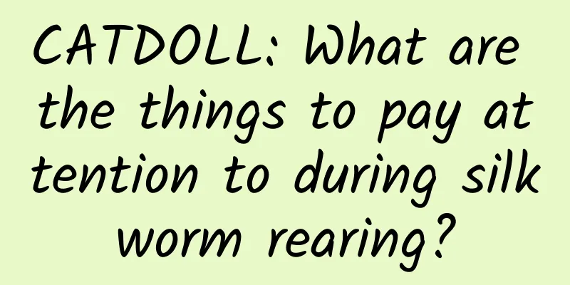 CATDOLL: What are the things to pay attention to during silkworm rearing?