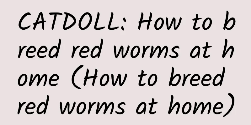 CATDOLL: How to breed red worms at home (How to breed red worms at home)