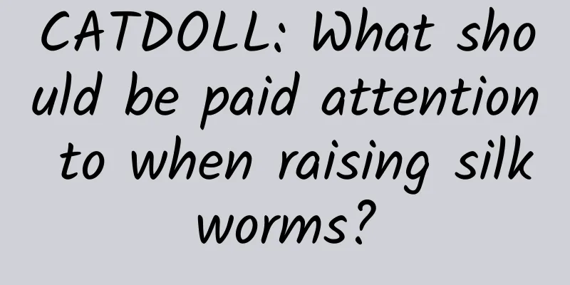 CATDOLL: What should be paid attention to when raising silkworms?