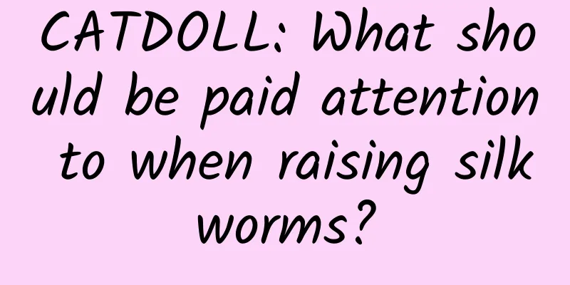 CATDOLL: What should be paid attention to when raising silkworms?