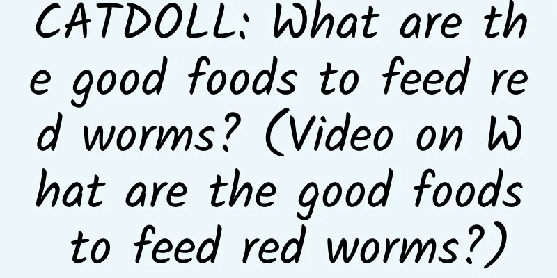 CATDOLL: What are the good foods to feed red worms? (Video on What are the good foods to feed red worms?)
