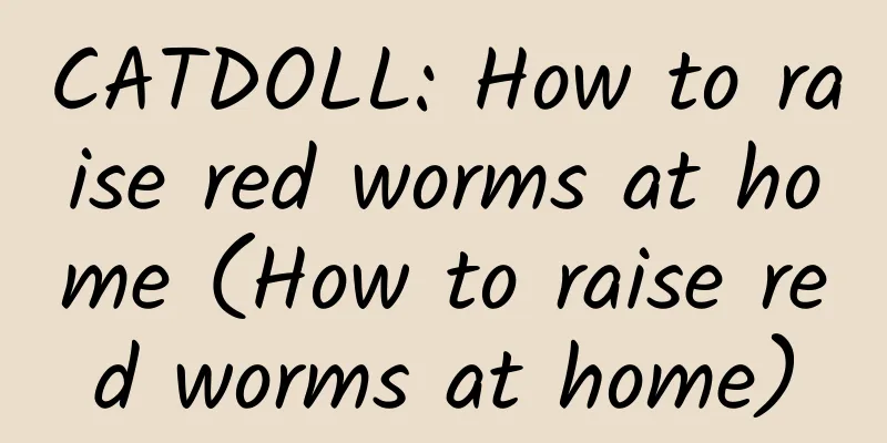 CATDOLL: How to raise red worms at home (How to raise red worms at home)