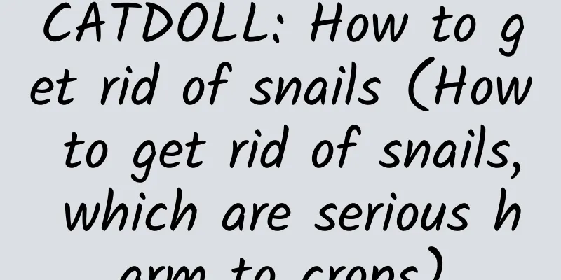 CATDOLL: How to get rid of snails (How to get rid of snails, which are serious harm to crops)
