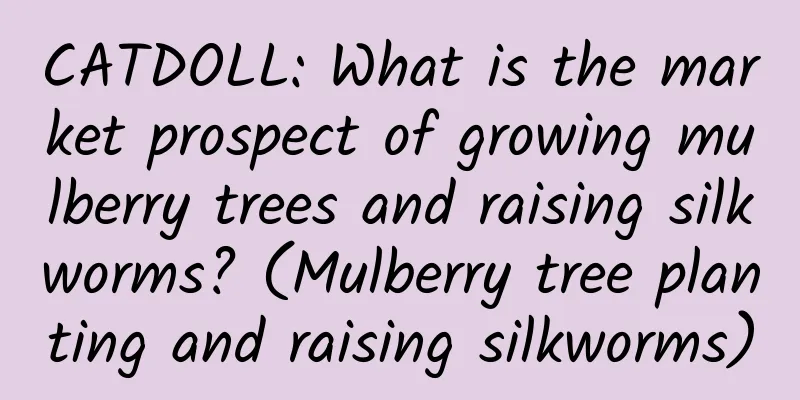 CATDOLL: What is the market prospect of growing mulberry trees and raising silkworms? (Mulberry tree planting and raising silkworms)