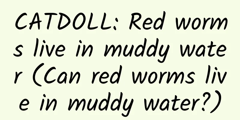 CATDOLL: Red worms live in muddy water (Can red worms live in muddy water?)