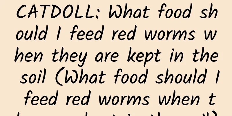 CATDOLL: What food should I feed red worms when they are kept in the soil (What food should I feed red worms when they are kept in the soil)